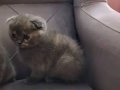 BEBİŞLER BURDA