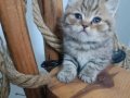 British Shorthair Yavrularım