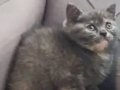 British Shorthair Yavrularım