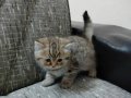 British Shorthair Yavrularım