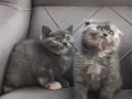 British Shorthair Yavrularım