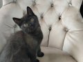 British Shorthair Yavrularım