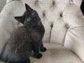 British Shorthair Yavrularım