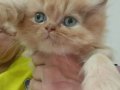 İRAN KEDİSİ BEBİŞLER BEKLENEN YAVRULAR GELDİ
