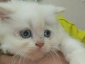 İRAN KEDİSİ BEBİŞLER BEKLENEN YAVRULAR GELDİ