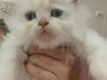 İRAN KEDİSİ BEBİŞLER BEKLENEN YAVRULAR GELDİ