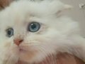 İRAN KEDİSİ BEBİŞLER BEKLENEN YAVRULAR GELDİ