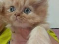 İRAN KEDİSİ BEBİŞLER BEKLENEN YAVRULAR GELDİ