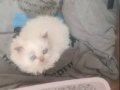 İRAN KEDİSİ BEBİŞLER BEKLENEN YAVRULAR GELDİ
