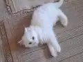 BAKMADAN GEÇME KAÇIRIRSAN ÜZÜLÜR