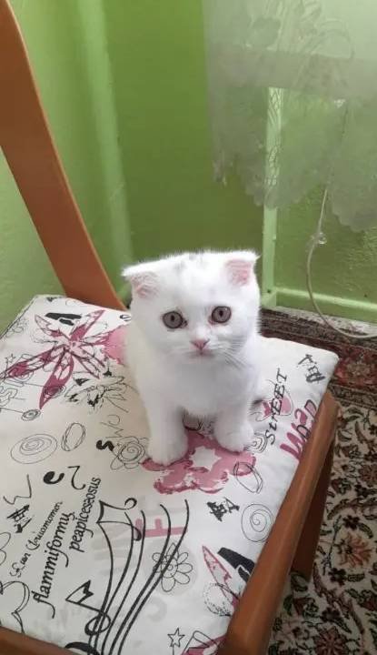UYGUN VERİLECEKTİR KAÇIRAN ÜZÜLÜR