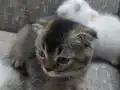 UYGUN VERİLECEKTİR KAÇIRAN ÜZÜLÜR