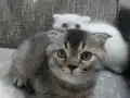 UYGUN VERİLECEKTİR KAÇIRAN ÜZÜLÜR