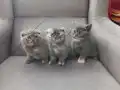 UYGUN VERİLECEKTİR KAÇIRAN ÜZÜLÜR