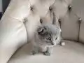 UYGUN VERİLECEKTİR KAÇIRAN ÜZÜLÜR