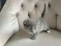 UYGUN VERİLECEKTİR KAÇIRAN ÜZÜLÜR