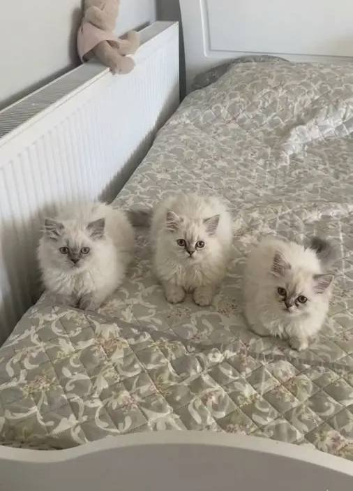 BAKMADAN GEÇME ÇOK TATLI BUNLAR ÇOK TATLI WHATSAPP LUTFEN