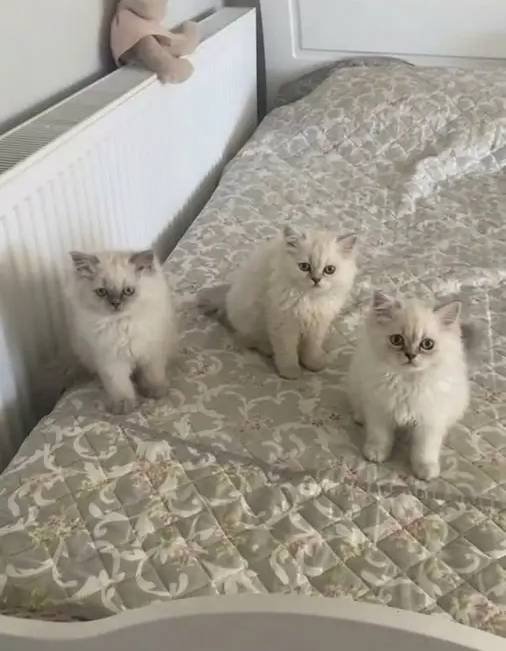 BAKMADAN GEÇME ÇOK TATLI BUNLAR ÇOK TATLI WHATSAPP LUTFEN