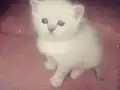 BAKMADAN GEÇMEYİN KAÇIRAN ÜZÜLÜR BEBİŞLER
