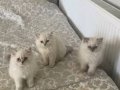 MANİSA WHATSAPP LUTFEN AÇIKLAMAYI OKUYUN
