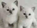 BAKMADAN GEÇME ÜZÜLÜRSÜN MAVİŞLER