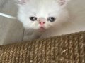 BEBİŞLER BURDA BAKMADAN GEÇME