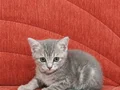 HER RENK YAVRU İÇİN MANİSA İZMİR WHATSAPP