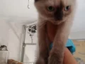 NADİR SİYAM KEDİSİ YAVRULARIMIZ
