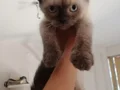 NADİR SİYAM KEDİSİ YAVRULARIMIZ