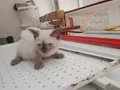 NADİR SİYAM KEDİSİ YAVRULARIMIZ