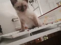 NADİR SİYAM KEDİSİ YAVRULARIMIZ