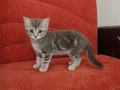 BAKMADAN GEÇMEYİN HER RENK İÇİN MANİSA İZMİR