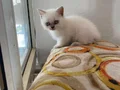 BAKMADAN GEÇMEYİN HER RENK İÇİN MANİSA İZMİR