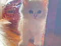 BAKMADAN GEÇMEYİN HER RENK İÇİN MANİSA İZMİR