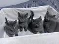 SAFKAN RUSSİAN BLUE YAVRULARIMIZ REZERVEYE AÇILMIŞTIR