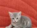 MAMA KARŞILIĞI SAHİPLENDİRME MANİSA WHATSAPP LUTFEN