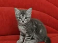 MAMA KARŞILIĞI SAHİPLENDİRME MANİSA WHATSAPP LUTFEN