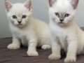 UYGUN VERİLECEKTİR BLUE KARDEŞLER TATLIMI TATLILAR MAVİ GÖZ