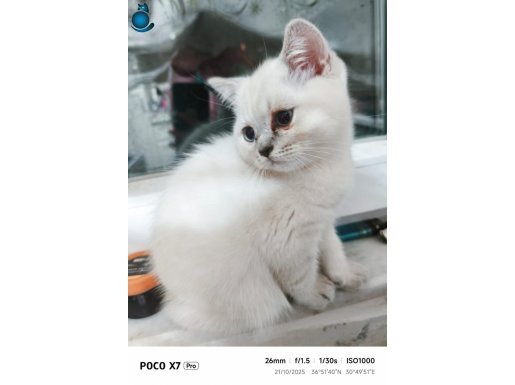 Safkan Biritish Shorthair Blue Point Yeni Yuvasını Arıyor