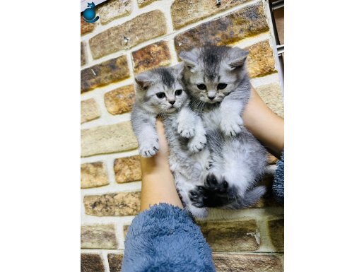 BRİTİSH YAVRULARIMIZ HAZIRDIR