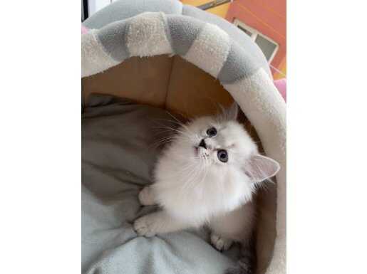 Masmavi Bakışlı Orijinal British Longhair: Evinizin Yeni Neşesi