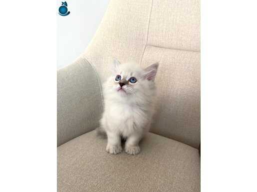 Mavi Gözlü Saf Beyaz British Longhair Yavruları - Eğitimli
