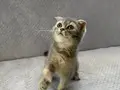 Yeni yuvasını arayan küçük bebek????????
