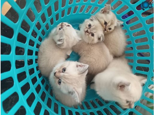 Scottish fold blue point&British shorthair safkan 5 yavru