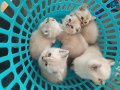 Scottish fold blue point&British shorthair safkan 5 yavru