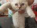 Scottish fold blue point anne ve British shorthair baba