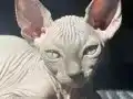 Evimizin Elf Kulaklı Sfenks Bebekleri