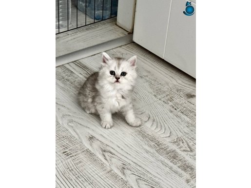 Gözalıcı miniklerim yuvalarını arıyor