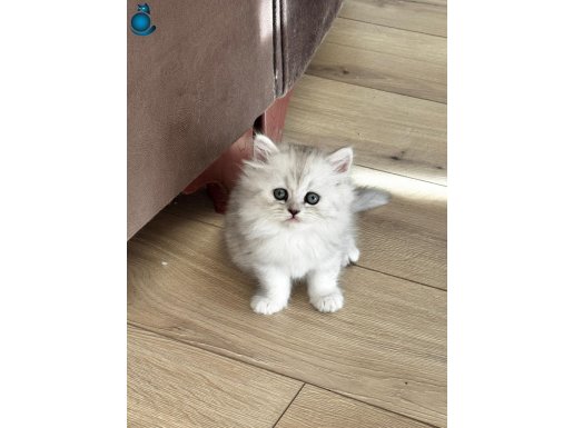 Gözbebeklerim yeni ailelerine hazır 