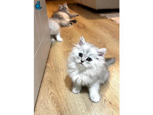 Güzellikleriyle büyüleyen bebeklerim yeni ailelerine hazır